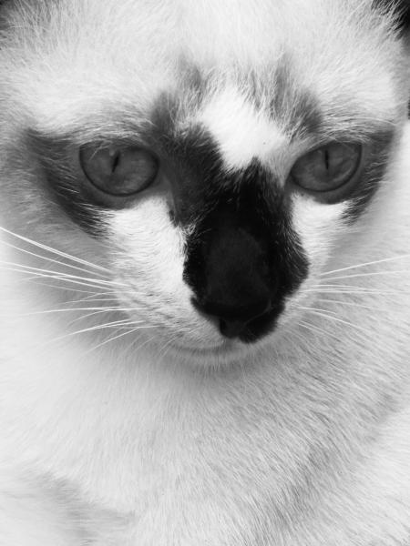 Burmese Cat Black and White