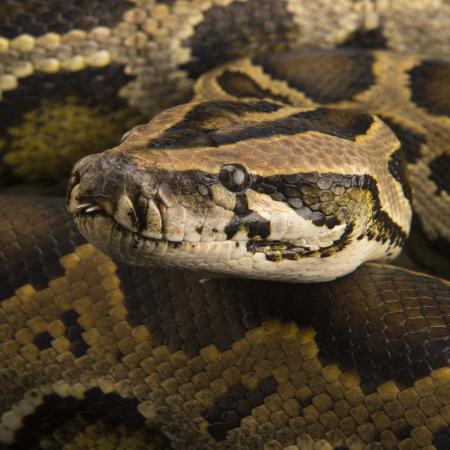 Burmese Python