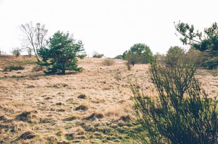 Bushes in Desert Under Clear Sky