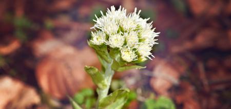 Butterbur