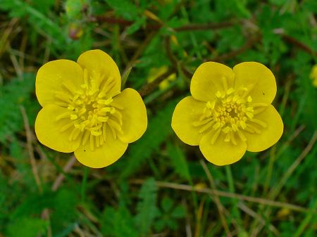 Sharp Buttercup