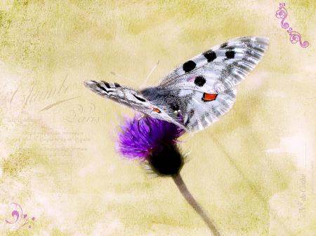 Butterfly