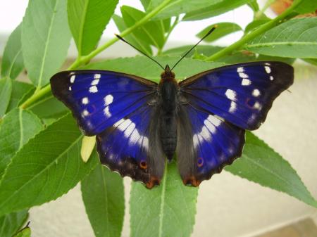 Butterfly Apatura iris