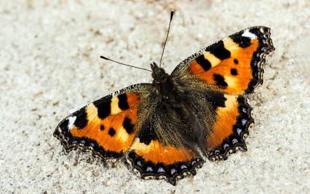 Butterfly Closeup