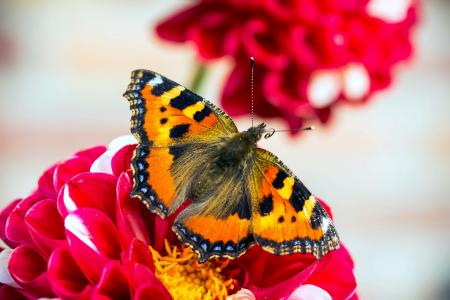 Butterfly Closeup