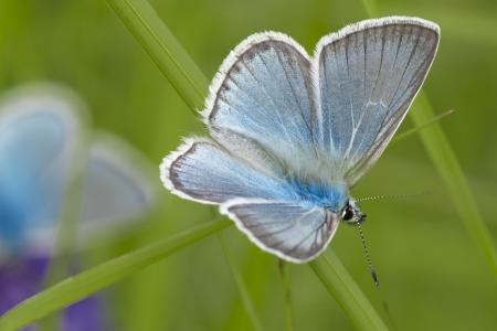 Butterfly Closeup