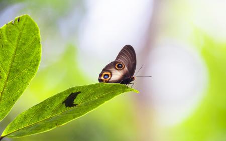 Butterfly Closeup