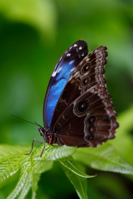 Butterfly Closeup