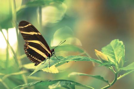 Butterfly in leaves