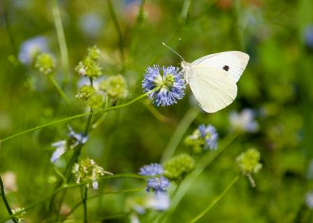 Butterfly in nature