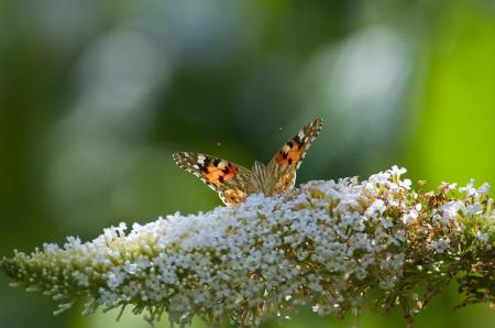 Butterfly in the Garden