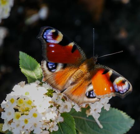 Butterfly in the Garden