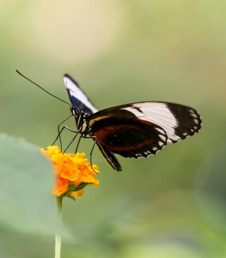 Butterfly in the Garden