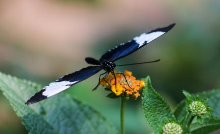 Butterfly in the Garden