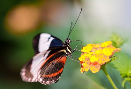 Butterfly in the Garden