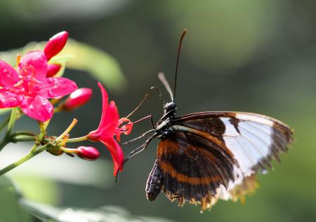 Butterfly in the Garden