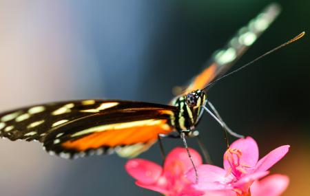 Butterfly in the Garden