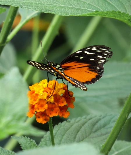 Butterfly in the Garden