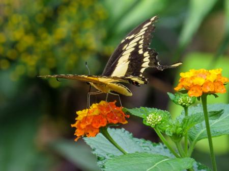 Butterfly in the Garden