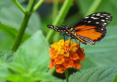 Butterfly in the Garden