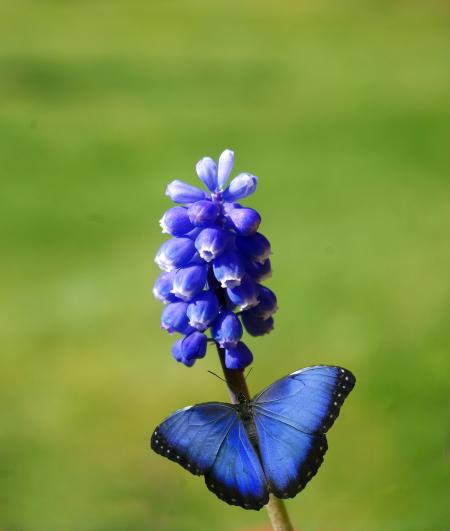 Butterfly in the Garden