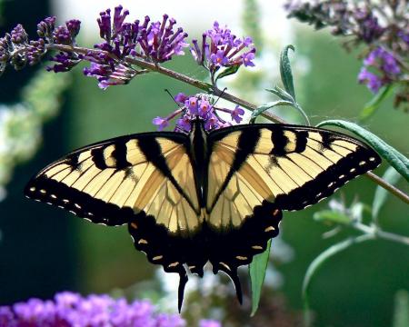 Butterfly in the Garden