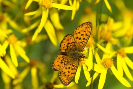 Butterfly in the Garden