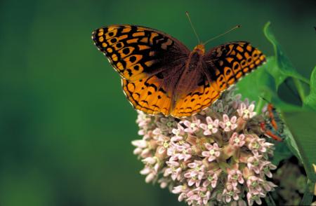 Butterfly in the Garden