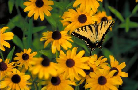 Butterfly in the Garden