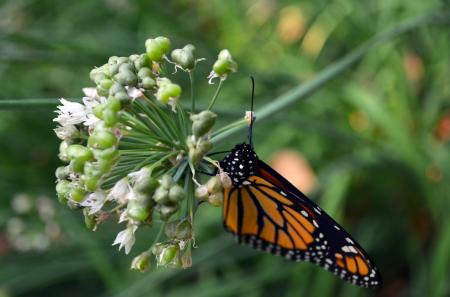 Butterfly in the Garden