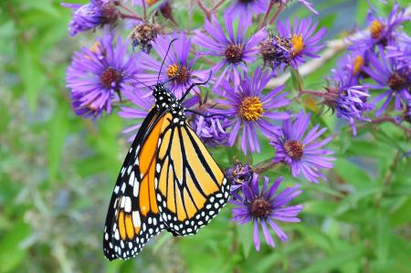 Butterfly in the Garden