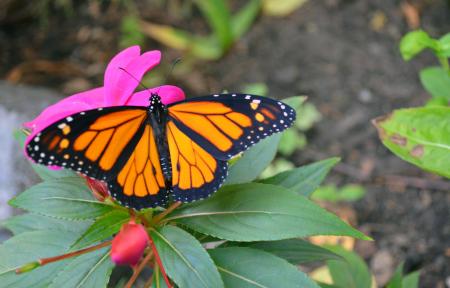 Butterfly in the Garden