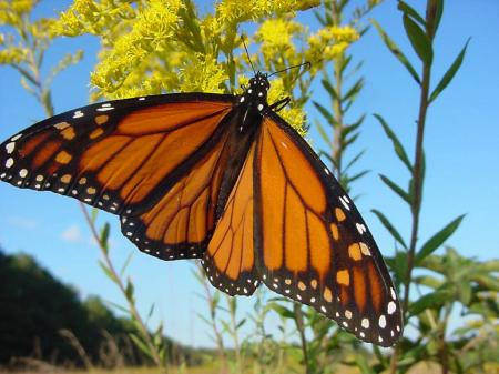 Butterfly in the Garden