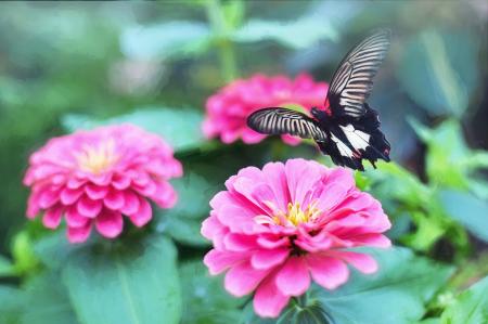 Butterfly in the Garden