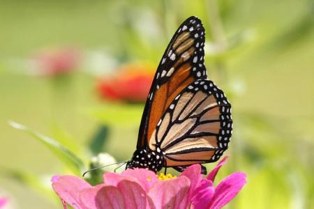 Butterfly in the Garden