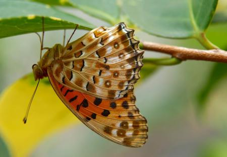 Butterfly in the Garden