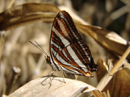 Butterfly in the Garden