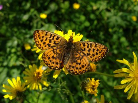 Butterfly in the Garden