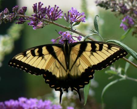 Butterfly in the Garden