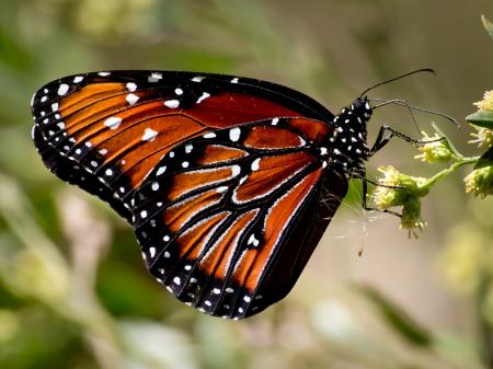 Butterfly in the Garden