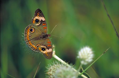 Butterfly in the Garden