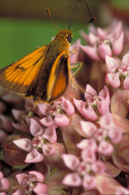 Butterfly in the Garden