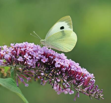 Butterfly in the Garden