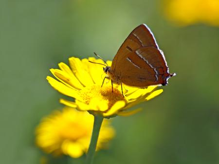 Butterfly in the Garden