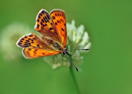 Butterfly in the Garden