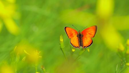 Butterfly in the Garden