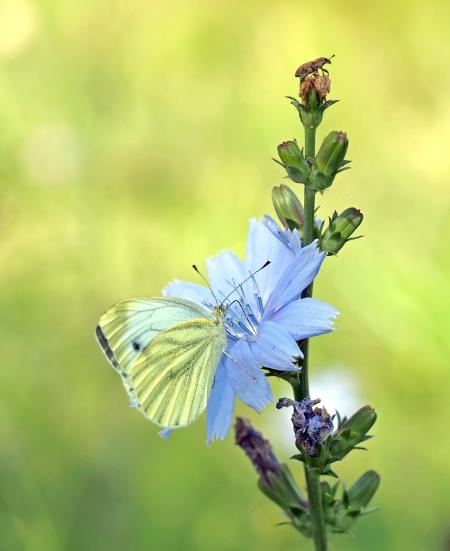 Butterfly in the Garden