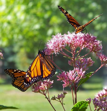 Butterfly in the Garden