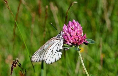 Butterfly in the Garden