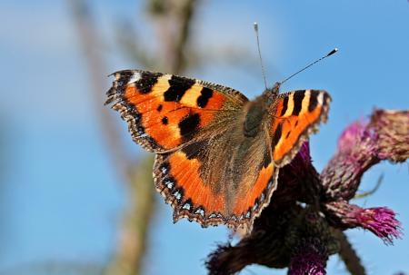 Butterfly in the Garden